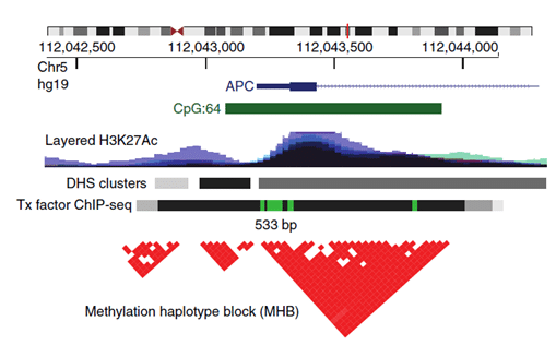 An example of an MHB at the promoter of the gene APC. Tx, transcription; DHS, DNase-I-hypersensitive sites.