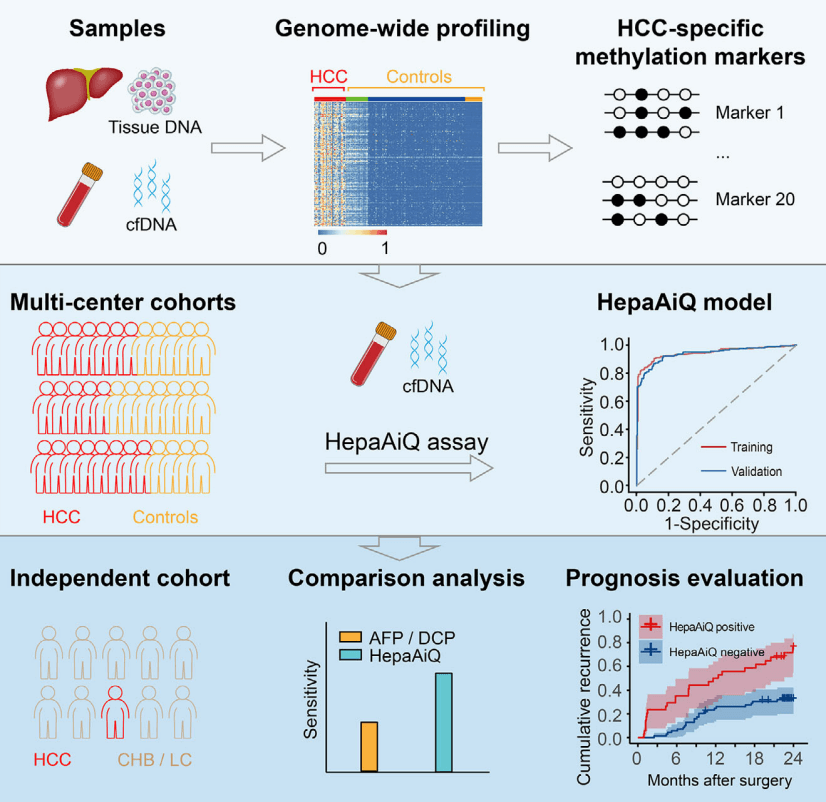 A New Era in Liver Cancer Detection: The Promise of HepaAiQ abstract